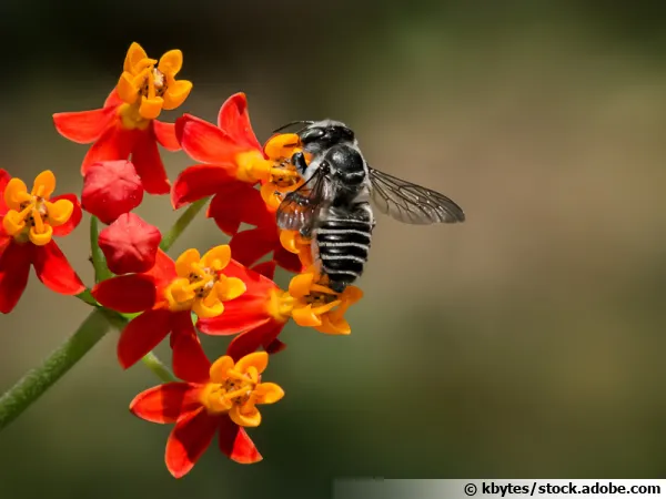 Megachile rotundata plus connue sous le nom d'abeille tapissire
