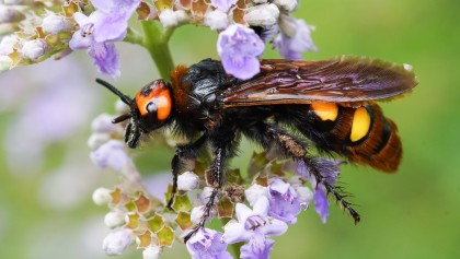 La scolie des jardins : un insecte impressionnant mais inoffensif � ne pas confondre avec le frelon