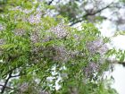 Margousier  feuilles de frne, Faux neem, Lilas de Perse, Arbre  perles, Melia azedarach