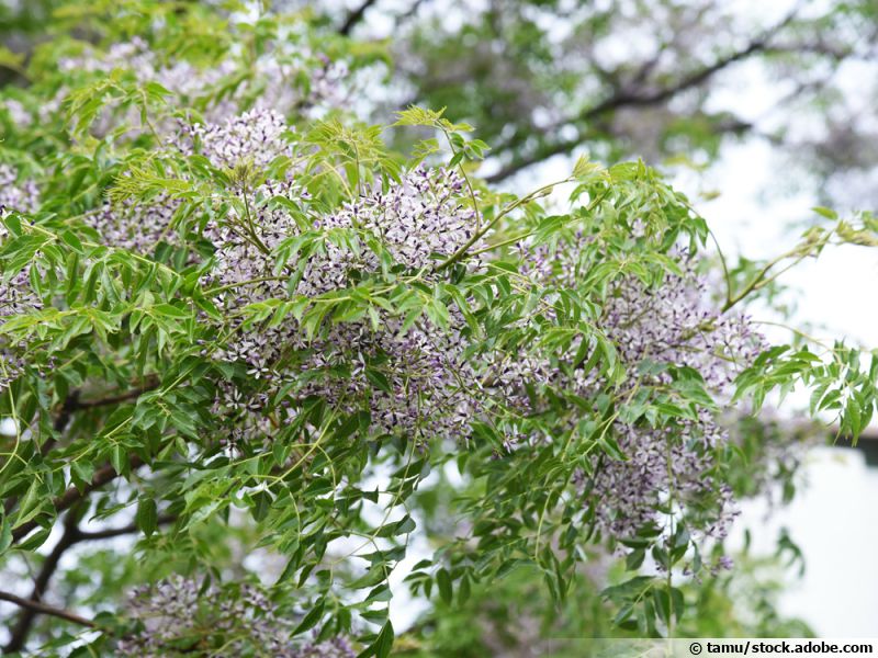 Margousier à feuilles de frêne, Faux neem, Lilas de Perse, Arbre à ...