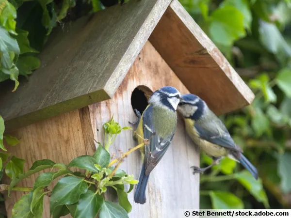 Accueillez les oiseaux en leur offrant le gîte
