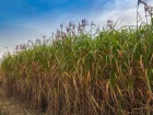 Miscanthus gant, Herbe  lphant, Eulalie gigantesque, Roseau de Chine gant, Miscanthus x giganteus