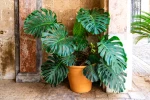 Du style et du vert : 10 plantes qui transforment votre int�rieur en star des r�seaux