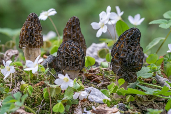 La Morille conique, Morchella elata, se cherche sous feuillus