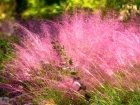 Muhly  poils longs, Muhlenbergie capillaire herbe, Muhly rose, Herbe  cheveux rose, Muhlenbergia capillaris