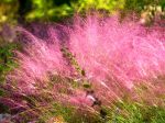 Muhly à poils longs, Muhlenbergie capillaire herbe, Muhly rose, Herbe à cheveux rose, Muhlenbergia capillaris