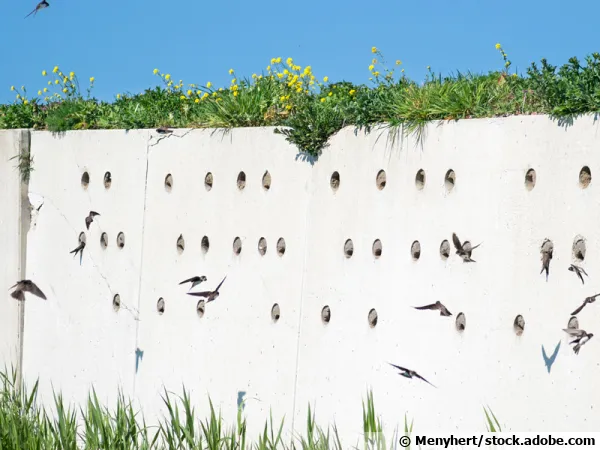 Mur artificiel avec des trous accueillant des nids d'hirondelles