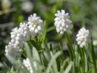Muscari aucheri