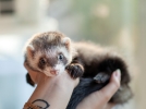 Pourquoi mon furet mord-il?