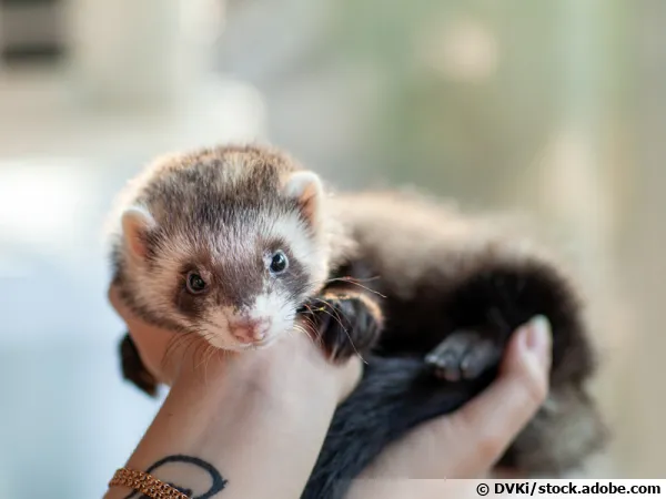 Un furet trs clin dans les bras... 