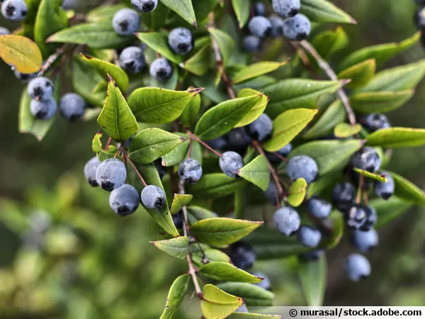Branches de myrte avec ses fruits