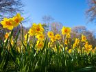 Narcisse trompette, Jonquille trompette, Narcissus pseudonarcissus