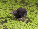 La musaraigne aquatique, une souris dans la mare