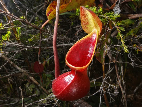 Nepenthes lowii