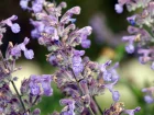 Cataire, Npta chataire, Plante aux chats, Nepeta cataria