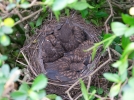 Ne taillez pas vos haies pendant la priode de nidification des oiseaux