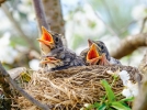 Protger les nids des oiseaux