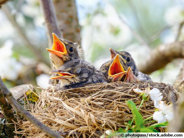 Identifier les nids et les oeufs des oiseaux des villes et des