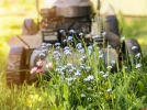 No Mow May, pas de tonte en mai, mais pourquoi ?