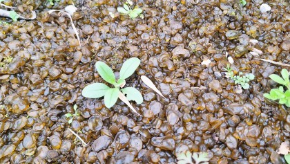 La Nostoc commune, un crachat de lune aux �tonnantes capacit�s