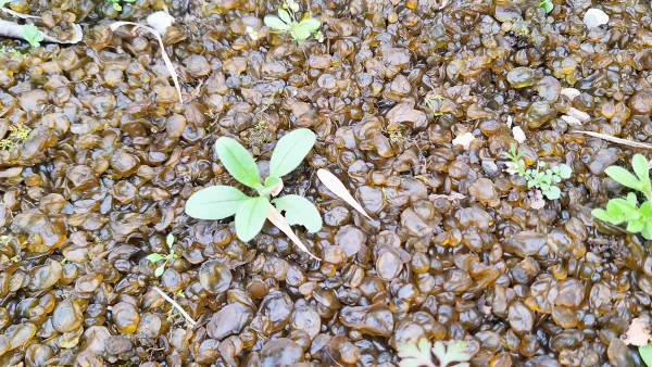 Le Nostoc commun, un crachat de lune aux �tonnantes capacit�s