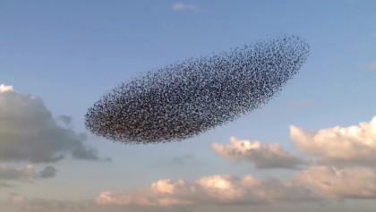 Pourquoi les �tourneaux forment-ils des nu�es spectaculaires en automne ?