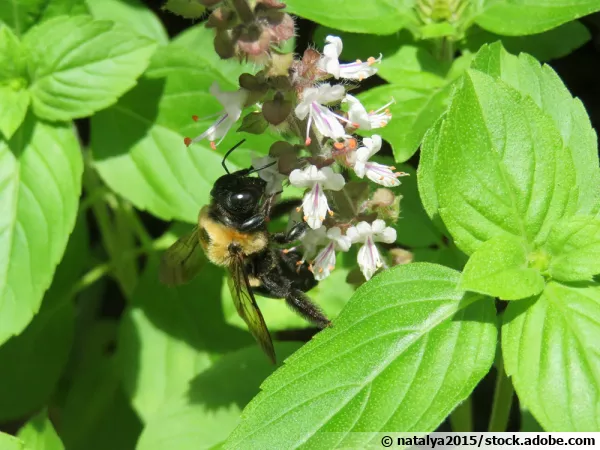Un bourbon sur des fleurs de basilic