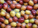 Prparer vos olives avec la mthode classique (saumure)