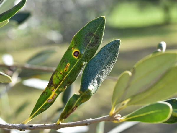 L'il de paon ou tavelure de l'olivier visible sur des feuilles