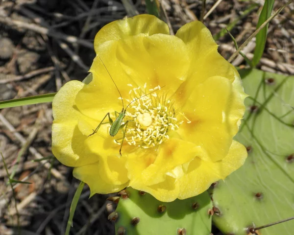 <span>Opuntia humifusa</span>