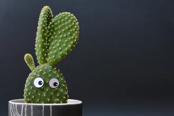 Opuntia microdasys Bunny Ears