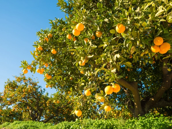Champ d'orangers
