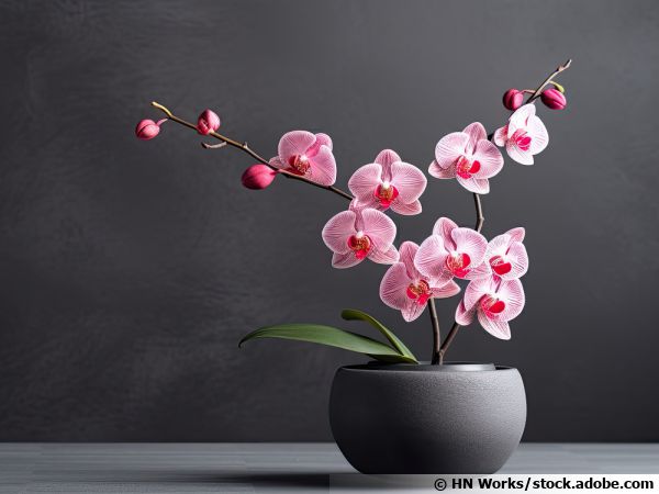 Quel engrais pour les orchidées ?