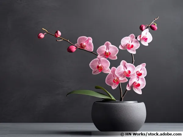 Une orchide, le phalaenopsis