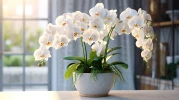Orchid�e : histoire fascinante, symbolique forte et guide simple pour choisir et entretenir les esp�ces les plus faciles