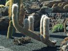 Cactus vieillard des Andes, Oreocereus trollii