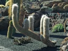 Cactus vieillard des Andes, Oreocereus trollii