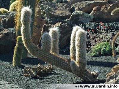 Cactus vieillard des Andes, <span style="font-style:italic;">Oreocereus trollii</span>
