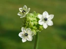 Etoile de Bethl�em, Ornithogale d'Arabie, Ornithogalum arabicum
