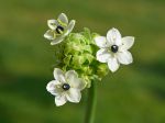 Etoile de Bethléem, Ornithogale d'Arabie, Ornithogalum arabicum