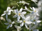 Ornithogale de Narbonne, Ornithogalum narbonense