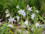 Ornithogale penché, Ornithogale à fleurs penchées, Ornithogalum nutans