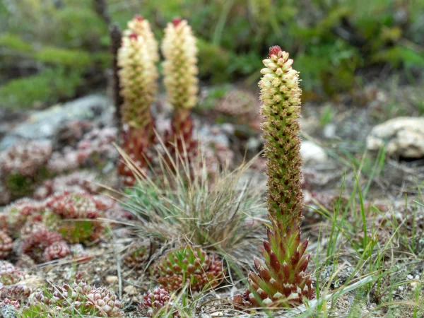 <span>Agave parryi</span>