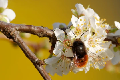 Cette petite abeille active au printemps joue un r�le essentiel pour la pollinisation des fruits