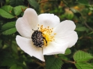 La ctoine funeste, un coloptre qui apprcie les fleurs