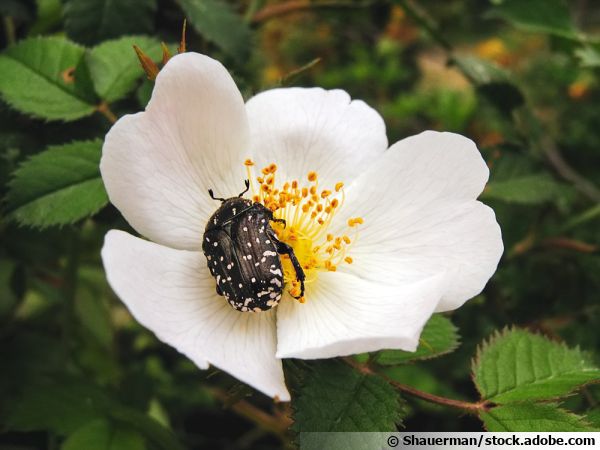 La cétoine funeste, un coléoptère qui apprécie les fleurs