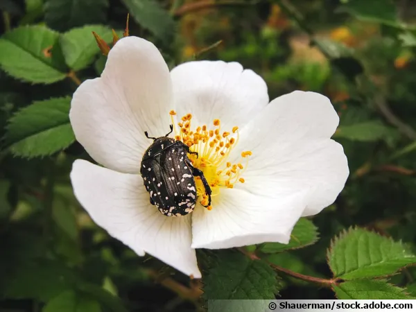 La ctoine funeste, un coloptre qui apprcie les fleurs