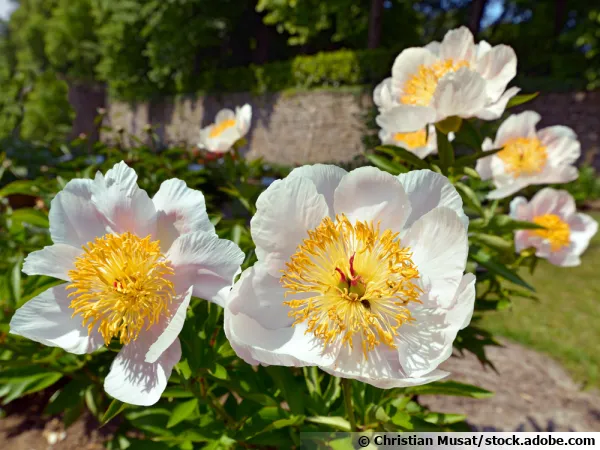 Pivoine de Chine, Pivoine blanche, Paeonia lactiflora