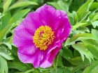 Pivoine officinale, Paeonia officinalis