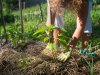 Les 10 cls pour russir un jardin en permaculture